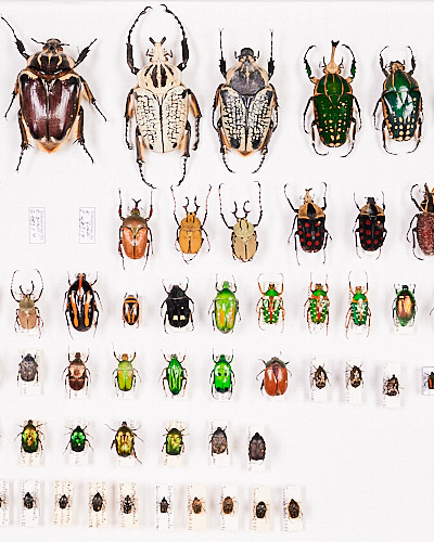 Fotografie von aufgereihten Käfern in einem Insektenkasten.
