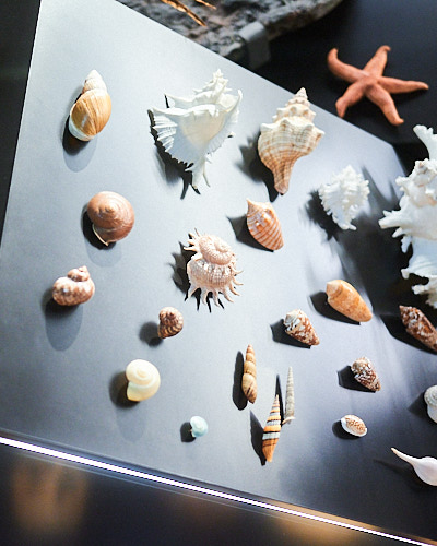 Objektfotografie von Muscheln im Senckenbergmuseum in Frankfurt.