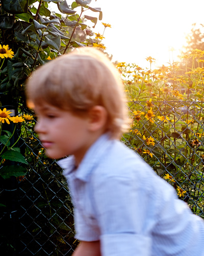 Editorialfoto eines Jungen, der verschwommen vor einem Blumenfeld im Sonnenuntergang vorbeifährt.